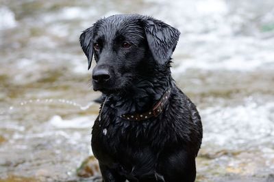 Close-up of wet dog