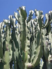 Close-up of fresh cactus plants