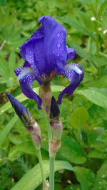 Close-up of water drops on purple flower