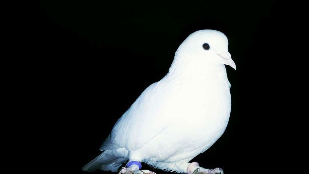 bird, animal themes, one animal, wildlife, animals in the wild, beak, copy space, black background, studio shot, white color, close-up, night, nature, perching, animal head, beauty in nature, outdoors, no people, side view, clear sky