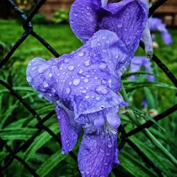 Close-up of raindrops on purple flower