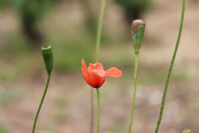 Close-up of red flower