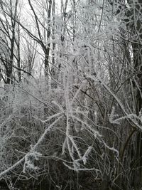 Full frame shot of trees in forest