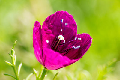 Close-up of flower blooming outdoors