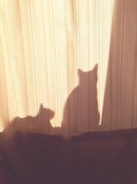 Shadow of cat on window