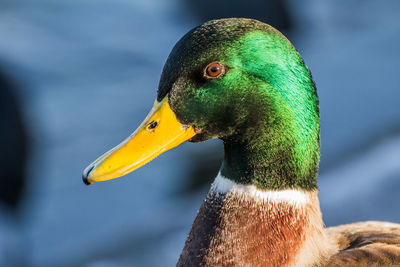 Close-up of a bird