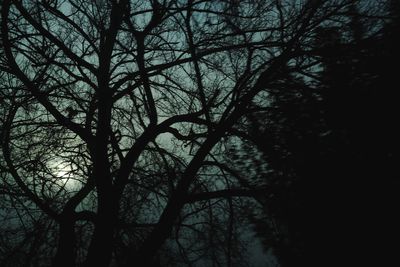 Low angle view of bare trees in forest