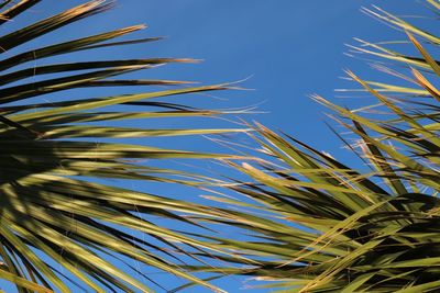 Low angle view of tree against blue sky