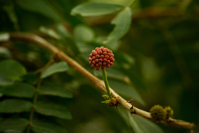 Close-up of red flower growing on tree