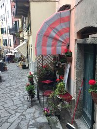 Potted plants in building