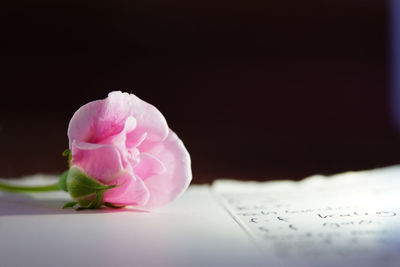 Close-up of pink rose