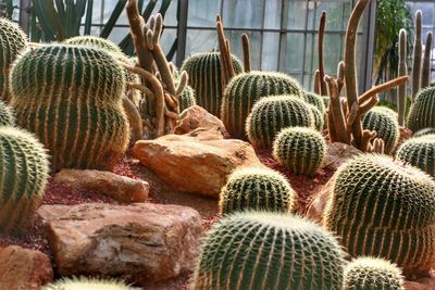 Close-up of cactus plants