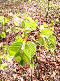 Close-up of plant