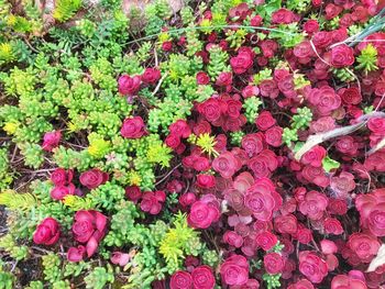 Full frame shot of plants