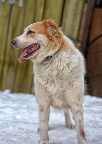 Close-up of a dog looking away