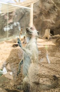 Cat looking away in zoo