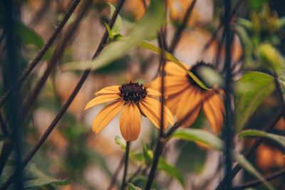 Close-up of yellow flowering plant