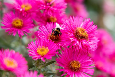 Close-up of bee on pink flowers