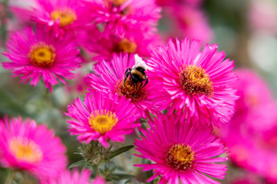 A bumblebee in summer on a pink flower collects pollen