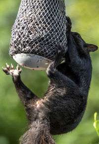 Dangling off the feeder