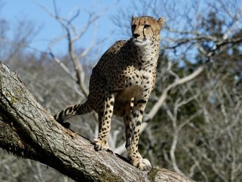 animal