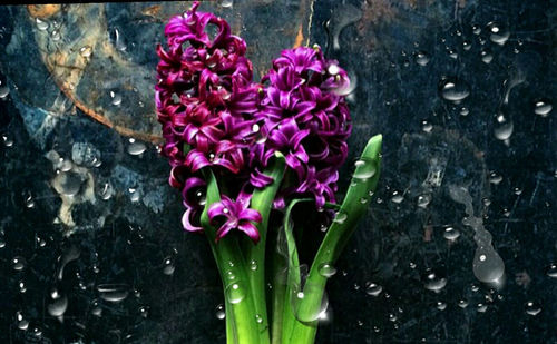 High angle view of flowers