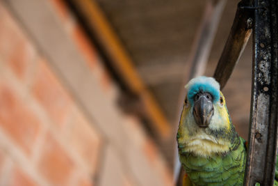 Selective focus portrait of parrot