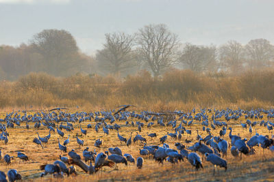 Flock of sheep on field