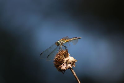 Close-up of butterfly on flower