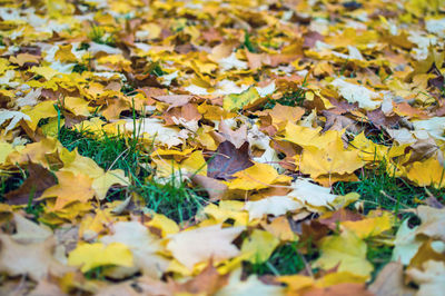 Close-up of maple leaves on field