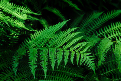 Beautyful ferns leaves background in sunlight. green foliage natural floral pattern
