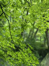 Close-up of fresh green leaves on plant in forest