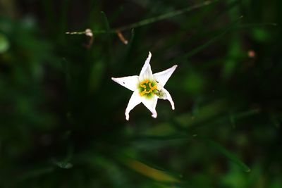 Close-up of white flowering plant