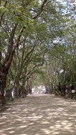 Road along trees