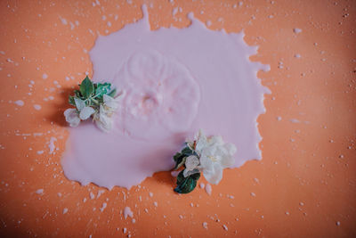 High angle view of white rose on table