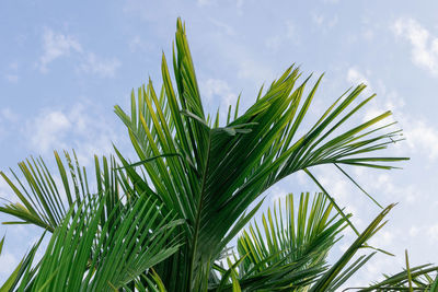 Low angle view of plant against sky