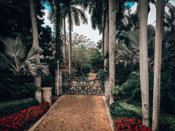 View of plants in garden