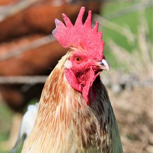 Close-up of rooster