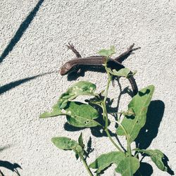 Plants growing on a tree