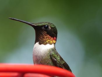 Close-up of a bird