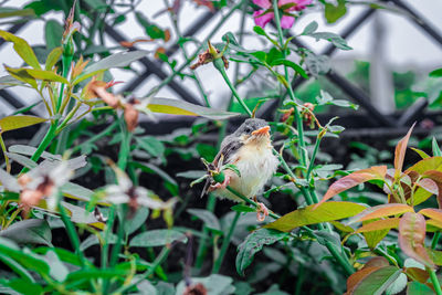 Bird perching on a plant