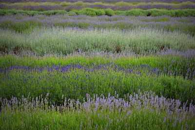 Scenic view of a field