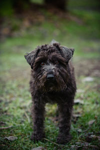 Portrait of puppy on grass