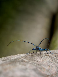 Close-up of insect on rock