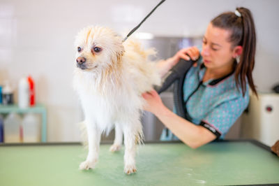 Pet groomer grooming dog at shop