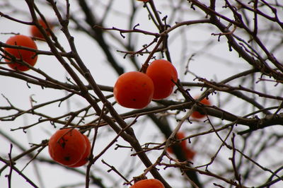 Close-up of persimmonberries on tree