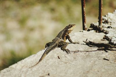 Close-up of lizard on ground