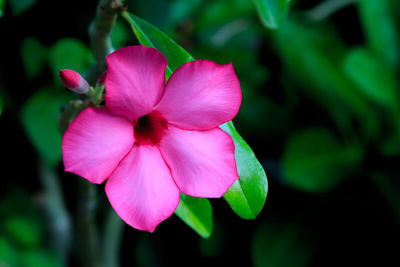 Close-up of pink flower growing outdoors