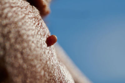 Close-up of hand holding fruit against blue sky