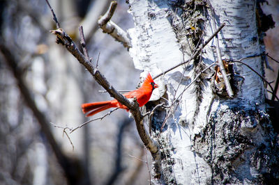 Red cardinal perched on a branch